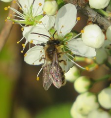 Andrena angustior