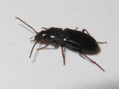Pterostichus diligens