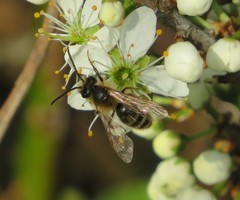 Andrena angustior