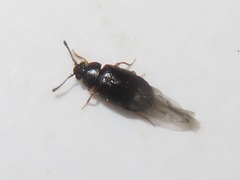 Proteinus brachypterus