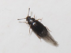 Proteinus brachypterus