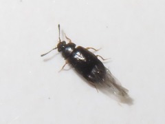 Proteinus brachypterus