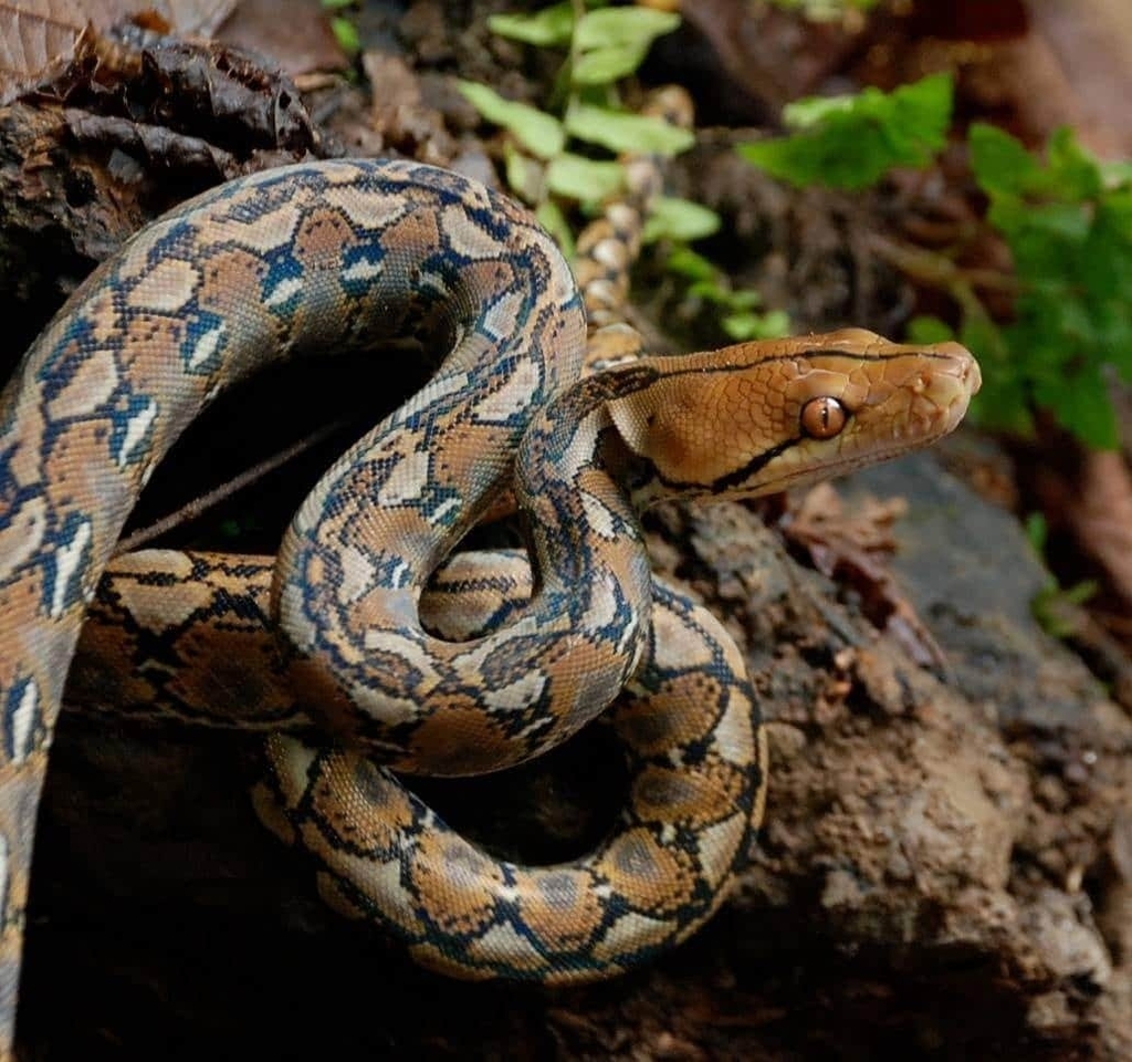 Large Reticulated Python In Indonesia Reticulated Python from Botumoito, Boalemo Regency, Gorontalo ...