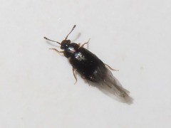 Proteinus brachypterus