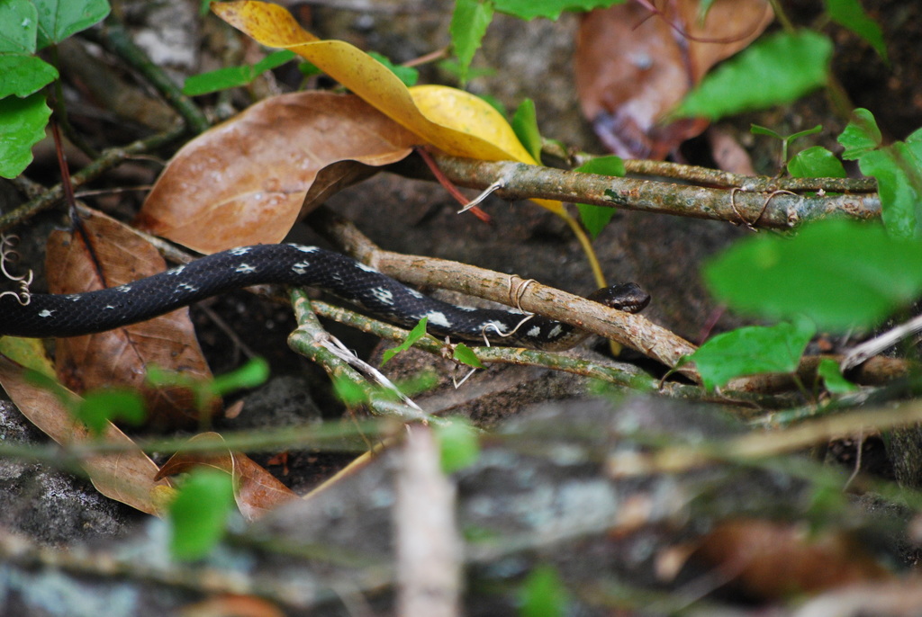 Antilles Racer