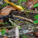 Guadeloupe Racer - Photo (c) Hans Holbrook, some rights reserved (CC BY-NC), uploaded by Hans Holbrook