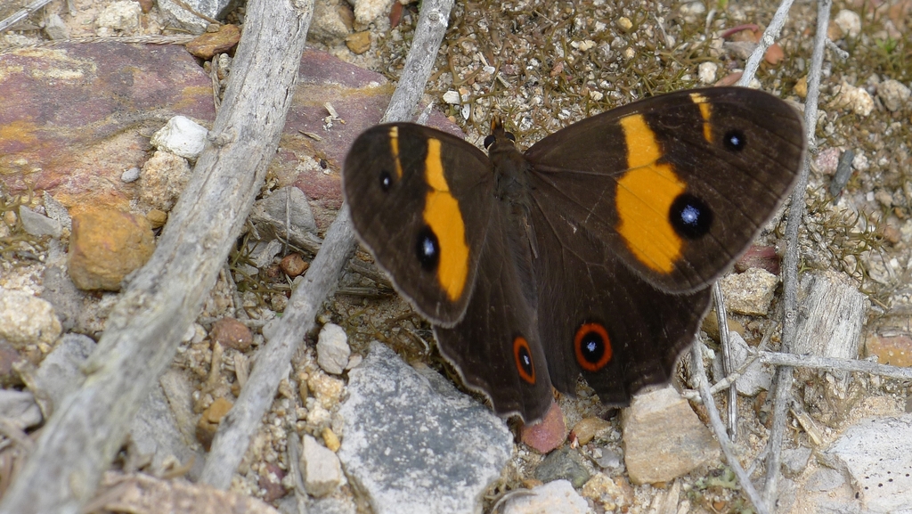 Swordgrass Brown