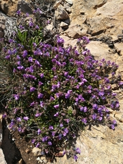 Chaenorhinum