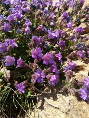 Chaenorhinum