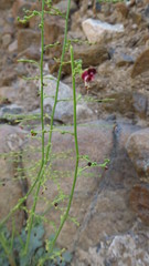Scrophularia deserti