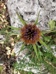 Tragopogon crocifolius