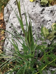 Tragopogon crocifolius
