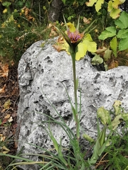 Tragopogon crocifolius