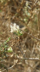 Plocama aucheri