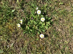 Bellis perennis