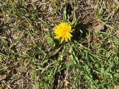 Taraxacum