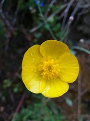 Ranunculus bupleuroides