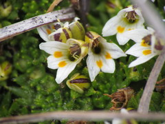 Euphrasia dyeri