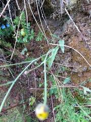 Ranunculus bupleuroides
