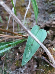 Ranunculus bupleuroides