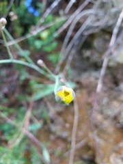 Ranunculus bupleuroides