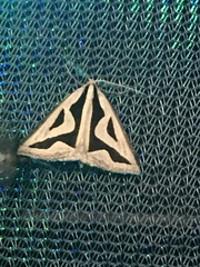 Dichromodes personalis