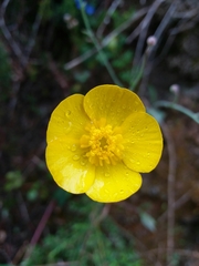 Ranunculus bupleuroides