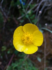 Ranunculus bupleuroides