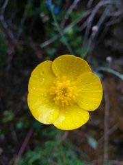 Ranunculus bupleuroides