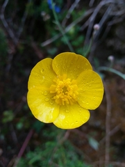 Ranunculus bupleuroides