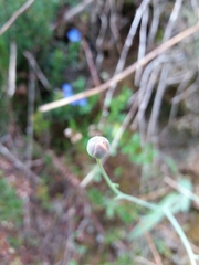 Ranunculus bupleuroides