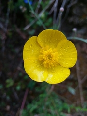 Ranunculus bupleuroides