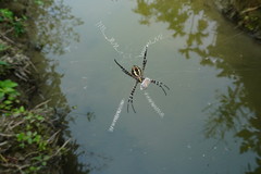 Argiope aemula