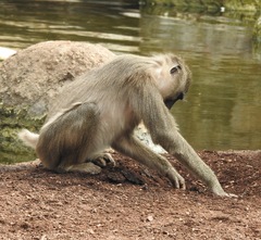Mandrillus leucophaeus
