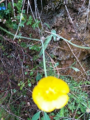Ranunculus bupleuroides