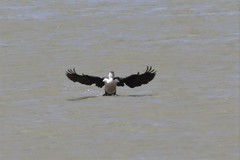 Phalacrocorax varius hypoleucos
