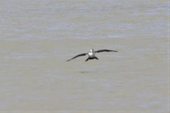 Phalacrocorax varius hypoleucos