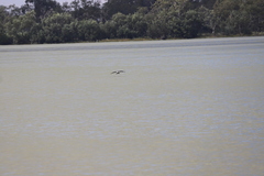 Phalacrocorax varius hypoleucos