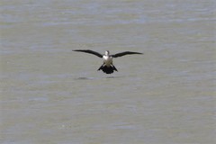 Phalacrocorax varius hypoleucos