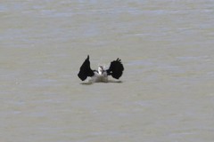Phalacrocorax varius hypoleucos