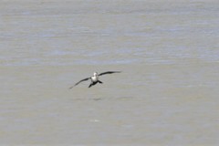 Phalacrocorax varius hypoleucos
