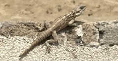 Laudakia cypriaca