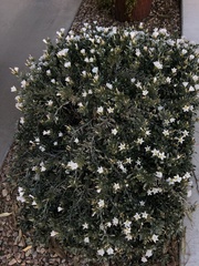 Convolvulus cneorum