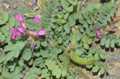 Astragalus longidentatus