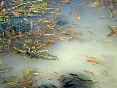 Potamogeton alpinus