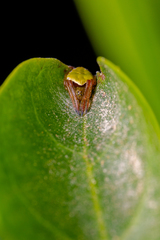 Araneus viridiventris