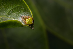 Araneus viridiventris