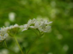 Galium uliginosum