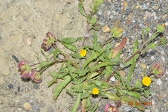 Calendula tripterocarpa