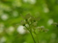 Galium uliginosum
